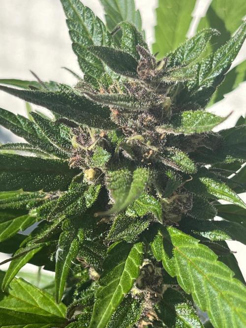 Balkon FastBuds 26. Week 9