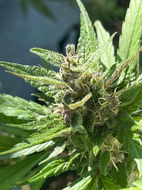 Balkon FastBuds 26. Week 9