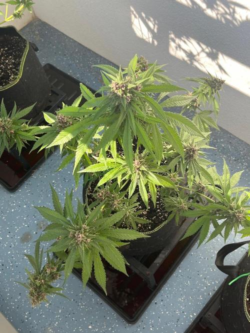 Balkon FastBuds 26. Week 9