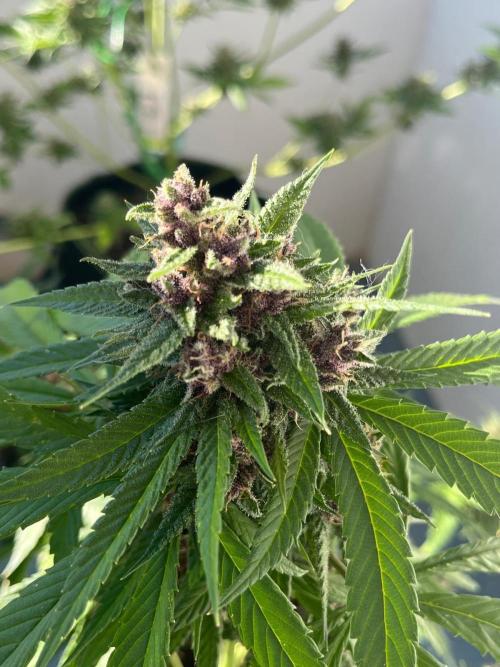 Balkon FastBuds 26. Week 9