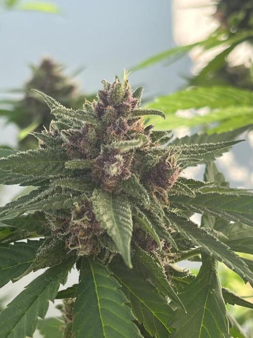 Balkon FastBuds 26. Week 9