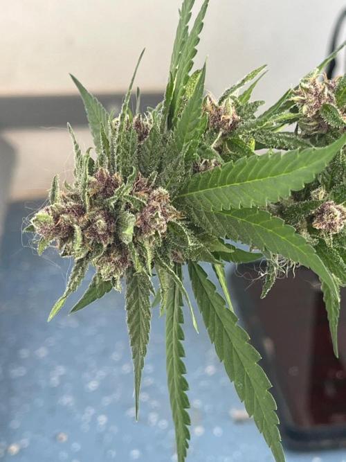 Balkon FastBuds 26. Week 9