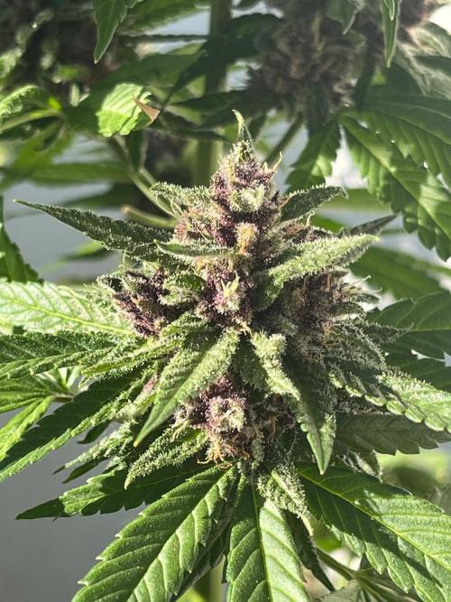Balkon FastBuds 26. Week 9
