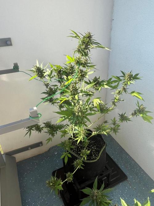 Balkon FastBuds 26. Week 9