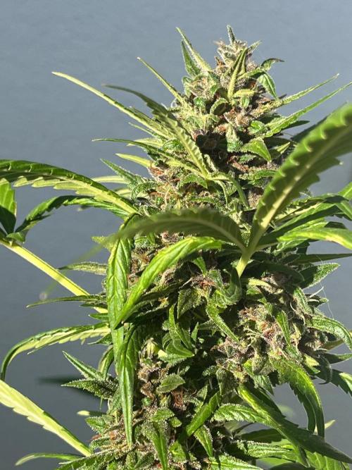Balkon FastBuds 26. Week 9