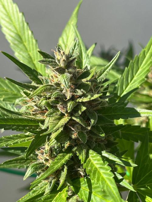 Balkon FastBuds 26. Week 9