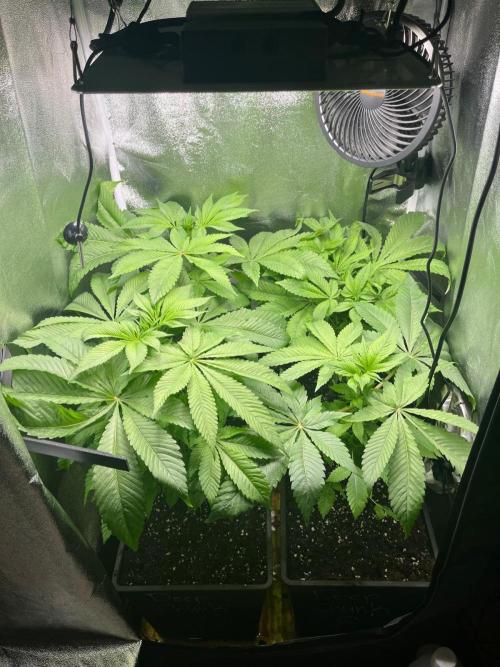 Deep Chunk Sommergrow Indoor. Week 6