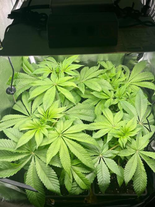 Deep Chunk Sommergrow Indoor. Week 6