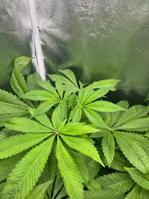 Deep Chunk Sommergrow Indoor. Week 6 - DC4