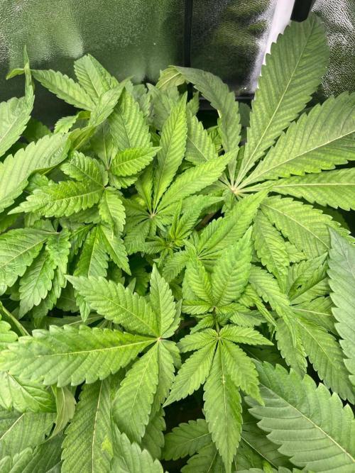 Deep Chunk Sommergrow Indoor. Week 6 - DC6