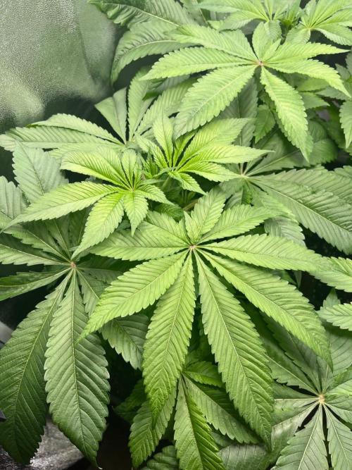 Deep Chunk Sommergrow Indoor. Week 6 - DC7