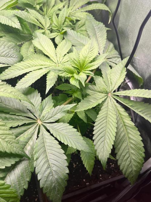 Deep Chunk Sommergrow Indoor. Week 6 - DC8