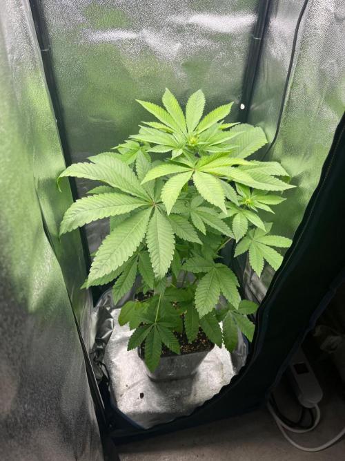 Deep Chunk Sommergrow Indoor. Week 6 - DC1 Male