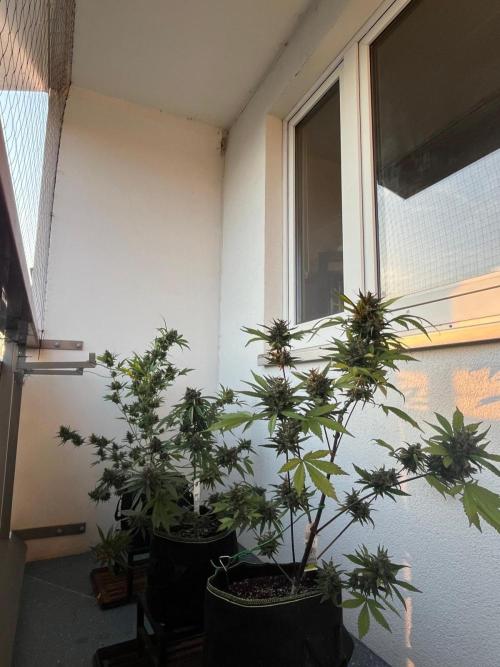 Balkon FastBuds 26. Week 10