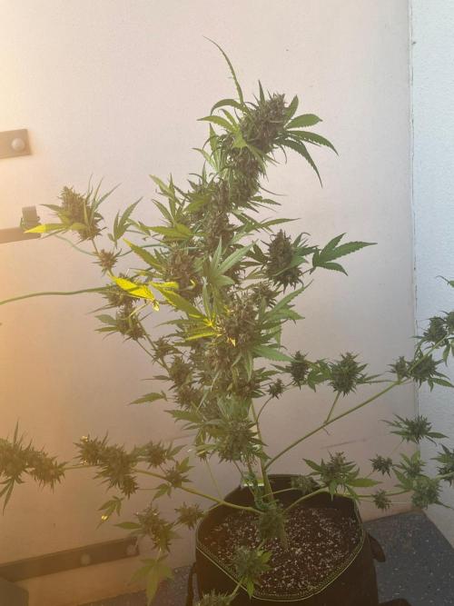 Balkon FastBuds 26. Week 10 - BPPA
