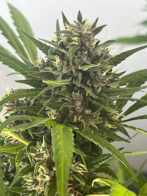 Balkon FastBuds 26. Week 10 - BPPA Headbud
