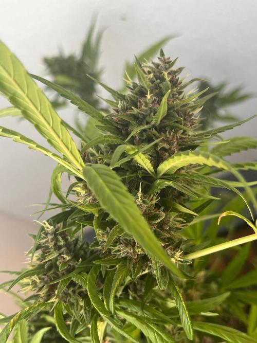 Balkon FastBuds 26. Week 10 - BPPA Headbud