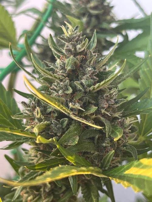 Balkon FastBuds 26. Week 10 - BPPA Sidebud