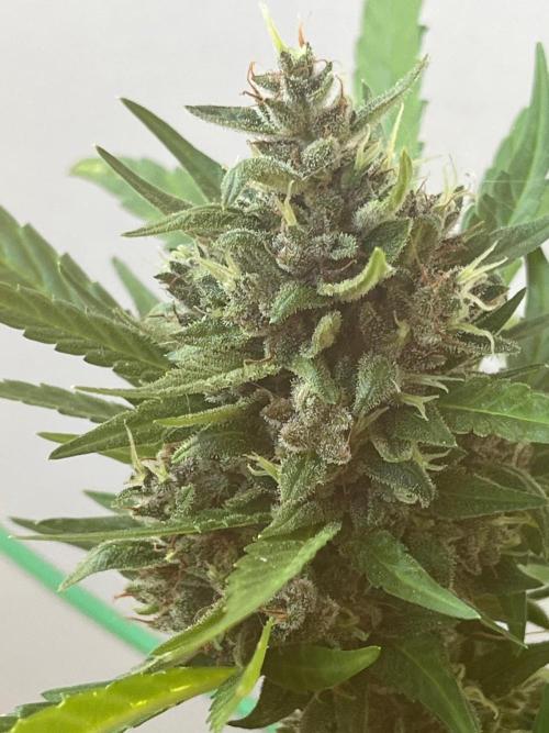 Balkon FastBuds 26. Week 10 - BPPA Sidebud
