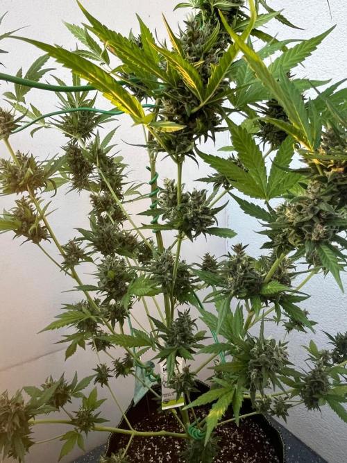 Balkon FastBuds 26. Week 10 - BPPA Popcorn