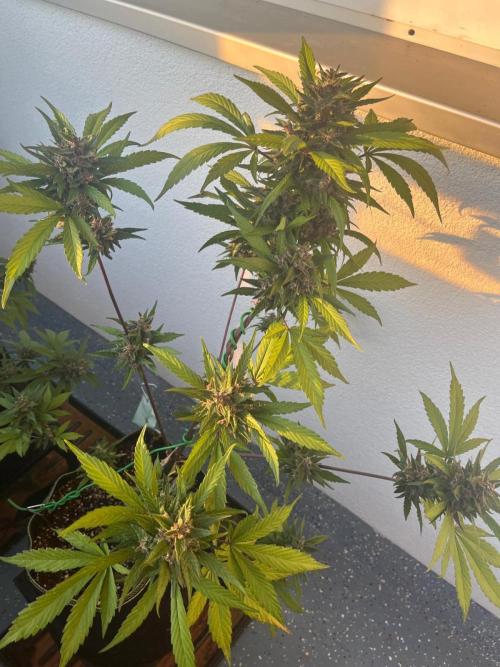 Balkon FastBuds 26. Week 10 - LSD25 Auto