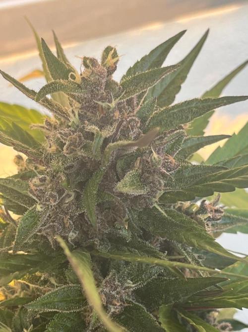 Balkon FastBuds 26. Week 10 - LSD25 Headbud