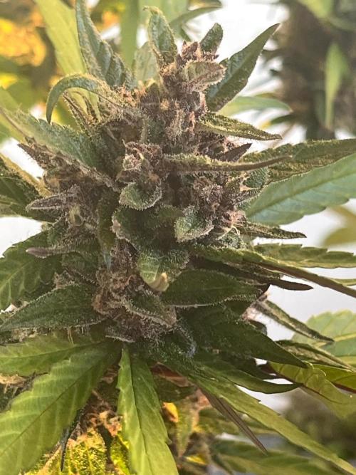 Balkon FastBuds 26. Week 10 - LSD25 Sidebud