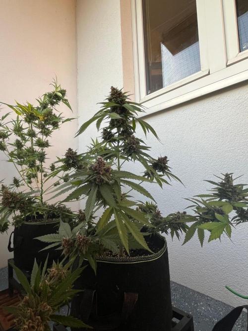 Balkon FastBuds 26. Week 10 - Blackberry Auto