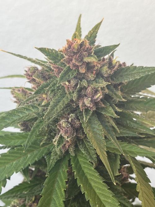 Balkon FastBuds 26. Week 10 - Headbud Blackberry Auto