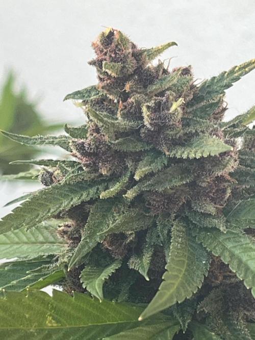 Balkon FastBuds 26. Week 10 - Sidebud Blackberry Auto