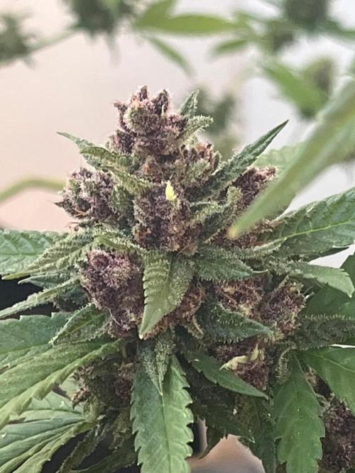 Balkon FastBuds 26. Week 10 - Sidebud Blackberry Auto