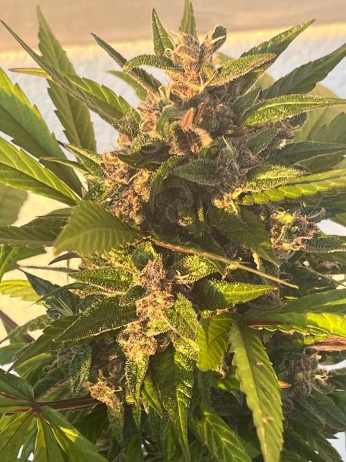 Balkon FastBuds 26. Week 11