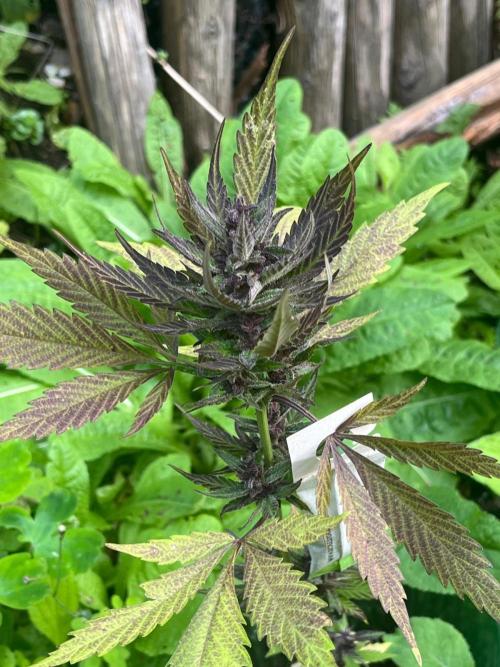Mittsommer Grow LSD25 Auto. Week 5