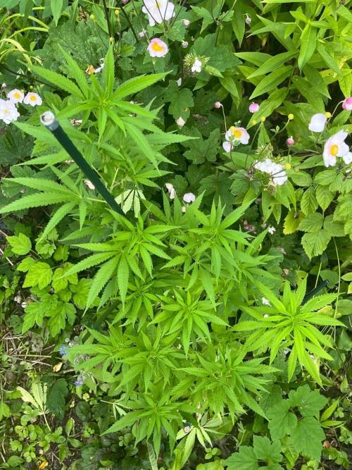 Heavy Indicas Outdoor 26. Week 20 - A1