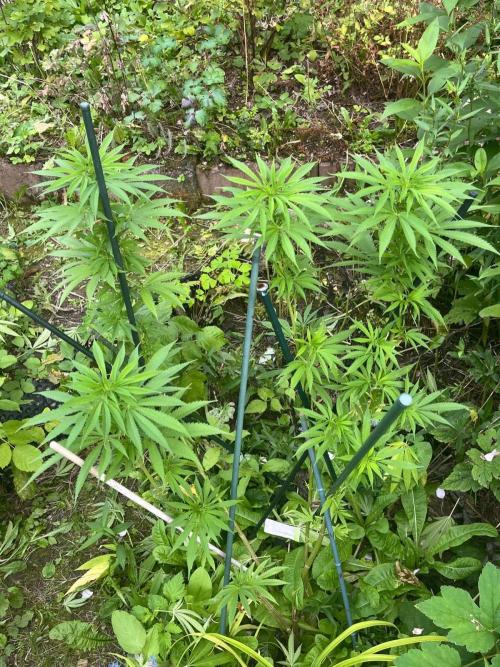 Heavy Indicas Outdoor 26. Week 20 - CC