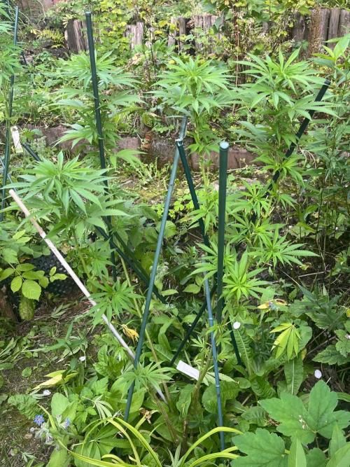 Heavy Indicas Outdoor 26. Week 20 - CC
