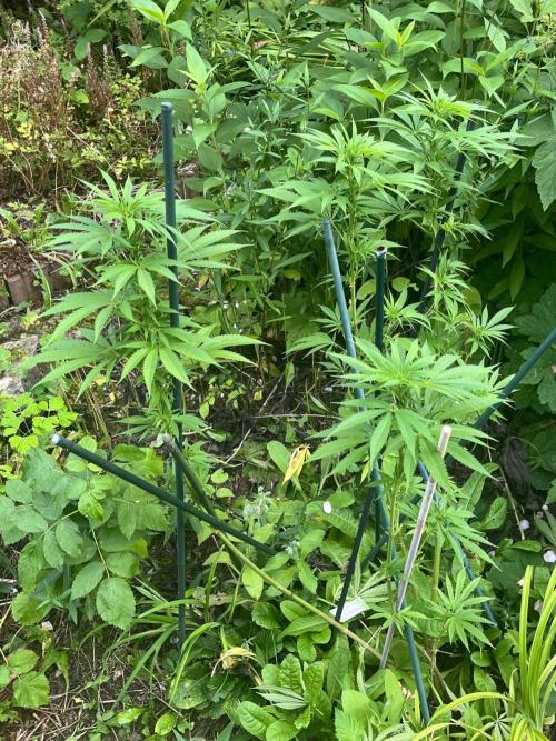 Heavy Indicas Outdoor 26. Week 20 - CC