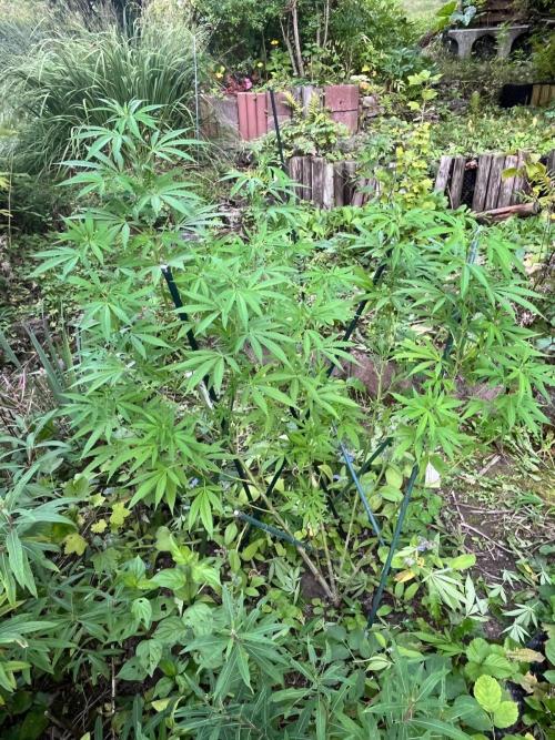 Heavy Indicas Outdoor 26. Week 20 - SAD