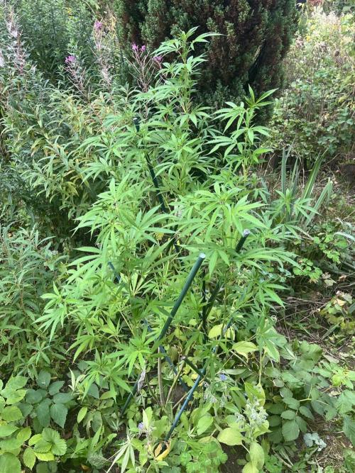 Heavy Indicas Outdoor 26. Week 20 - SAD