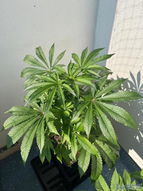 Deep Chunk Sommergrow Balkon. Week 7 - DC 4 