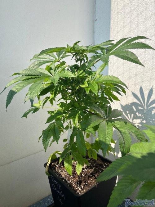 Deep Chunk Sommergrow Balkon. Week 7 - DC 4