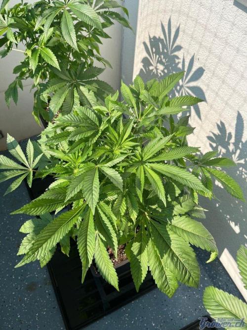 Deep Chunk Sommergrow Balkon. Week 7 - DC 6