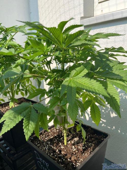Deep Chunk Sommergrow Balkon. Week 7 - DC 6