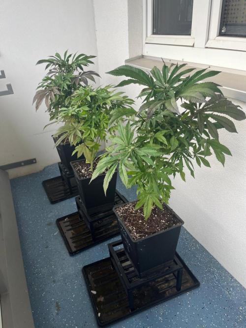 Deep Chunk Sommergrow Balkon. Week 8
