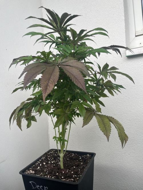 Deep Chunk Sommergrow Balkon. Week 8 - DC4