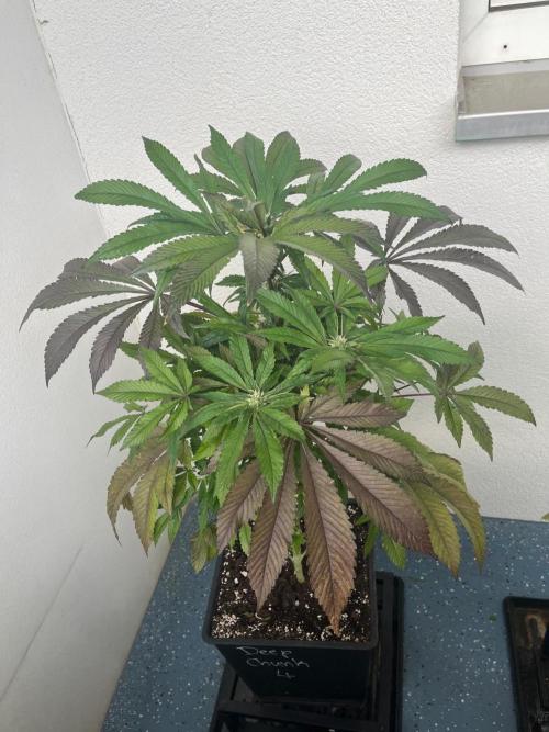Deep Chunk Sommergrow Balkon. Week 8 - DC4