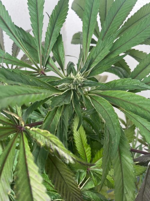 Deep Chunk Sommergrow Balkon. Week 8 - DC4