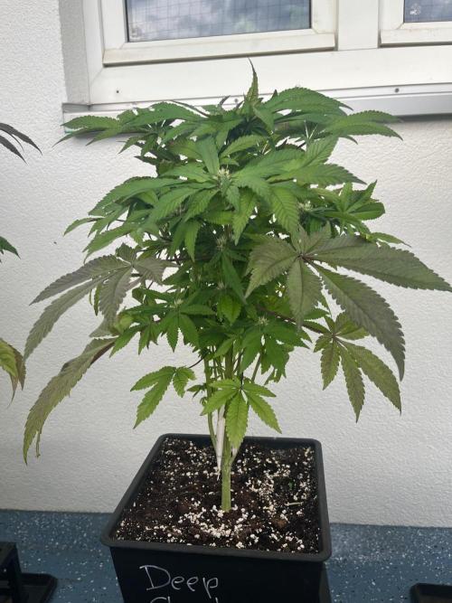 Deep Chunk Sommergrow Balkon. Week 8 - DC6