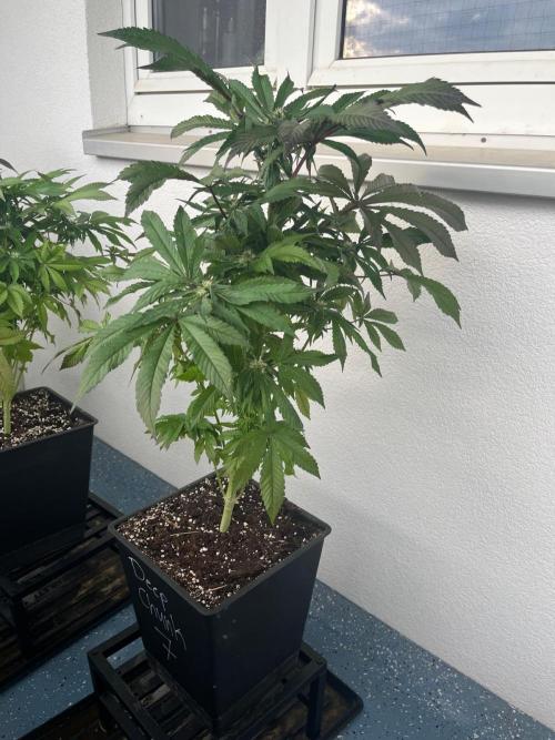 Deep Chunk Sommergrow Balkon. Week 8 - DC6