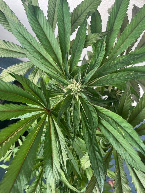 Deep Chunk Sommergrow Balkon. Week 8 - DC6